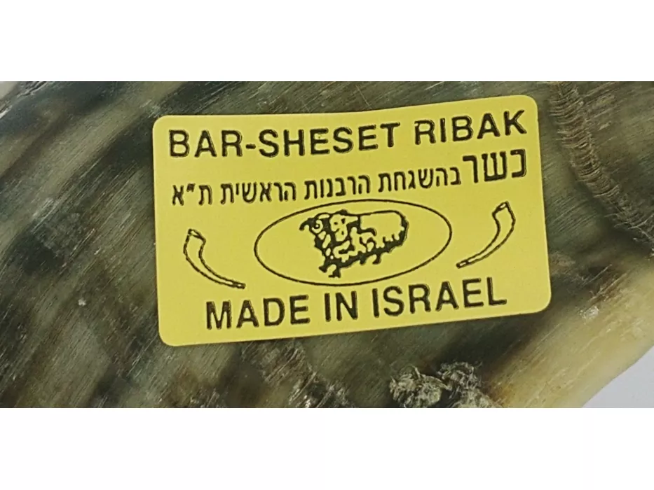 Extra Large Polished Ram's Horn Shofar — Handcrafted in Israel - Image 6