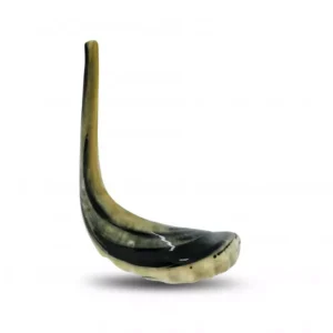 Extra Large Polished Ram's Horn Shofar — Handcrafted in Israel