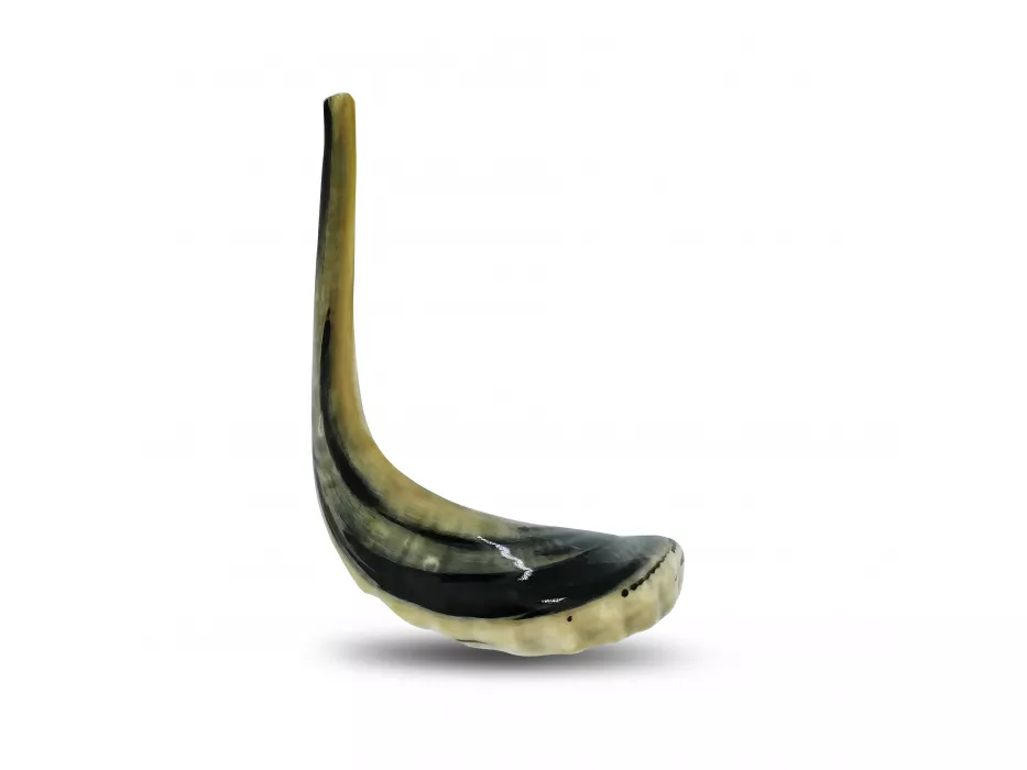 Extra Large Polished Ram's Horn Shofar — Handcrafted in Israel