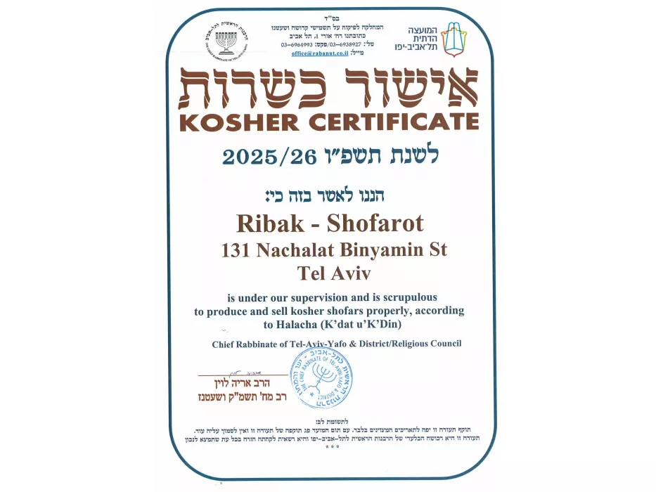 Extra Large Polished Ram's Horn Shofar — Handcrafted in Israel - Image 5